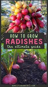 How To Grow Radishes From Seed To Table Homestead And Chill Planting Radishes Growing Radishes Organic Vegetable Garden