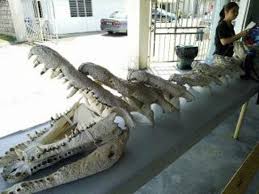A(z) teluk sengat crocodile farm helyre vonatkozó : Teluk Sengat Crocodile Farm Picture Of Teluk Sengat Crocodile Farm Kota Tinggi Tripadvisor