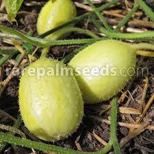 Image result for Cucumis engleri