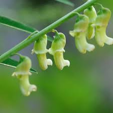 Image result for Sophora inhambanensis