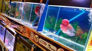 Penerangan dalam akuarium sangat diperlukan agar ikan louhan cencu yang dipelihara tidak menjadi penakut. Berniat Pelihara Ikan Berjenong Besar Ini 5 Tips Cara Merawat Ikan Louhan Tribun Kaltim