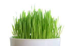 Wheatgrass And Catgrass Seeds One Pound Grow Your Own Wheatgrass At Home Nutritional Body Cleansi Herbal Biji Bijian Rumput