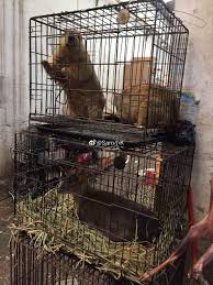 Epizootia adalah penyebaran penyakit pada haiwan. Haiwan Yang Menyebabkan Penyebaran Wabak Penyakit