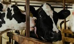 Multi-County 4-H Dairy Show