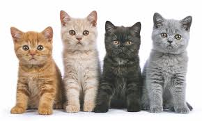 ‪Cat Colors and Personalities - Catwatch Newsletter‬‏