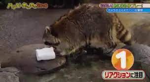 But piper and cheeto the raccoons don't know that, so let's have a little fun! Remember The Sad Racoon With The Cotton Candy Here Is The Longer Version Album On Imgur