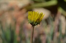 Image result for Haplocarpha scaposa