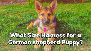 The american kennel club describes their temperament as confident, courageous, and smart herding dogs.﻿﻿ What Size Harness For A German Shepherd Puppy Step By Step Instructions