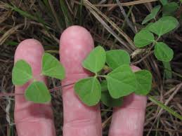 Image result for Rhynchosia