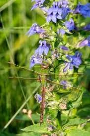 Image result for Lobelia uliginosa