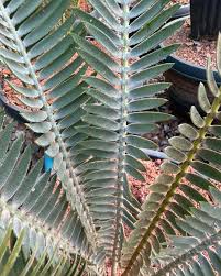 Image result for Encephalartos munchii