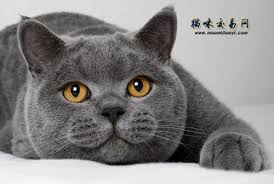 The site owner hides the web page description. çº¯ç§è‹±å›½çŸ­æ¯›çŒ«å¤šå°'é'±ä¸€åª ä½ é€‰å¯¹äº†ä¹ˆ æ–°é—» è›‹è›‹èµž