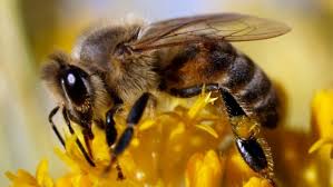 Because bees help to hyberdize the plants ( reproduce them). Citizen Scientists Busy As Bees Surveying Pollinator Populations In Kamloops Cbc News