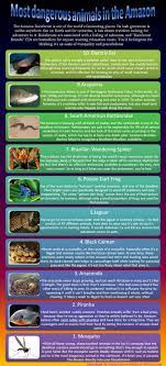 Most Dangerous Animals In The Amazon Rainforest Animals Dangerous Animals South American Rainforest