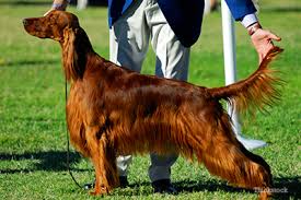 How to prevent accidental poisoning in dogs. Dogs Poisoned At Dog Show How Can You Spot The Signs Of Poison