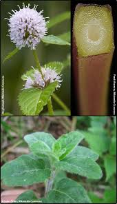 Image result for Mentha aquatica