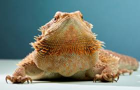 Many bearded dragon health issues may vary with several symptoms. 10 Ways To Tell If A Bearded Dragon Is Dying Lovetoknow