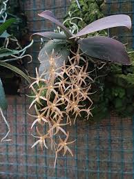 Image result for Aerangis splendida