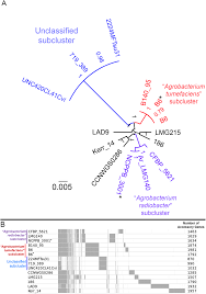 Image result for Rhizobium radiobacter, syn. Agrobacterium tumefaciens