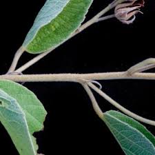 Image result for Melhania acuminata