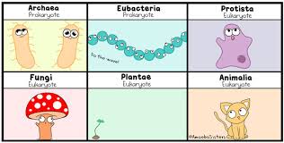 Kingdoms Of Life Facts Science Trek Idaho Public Television