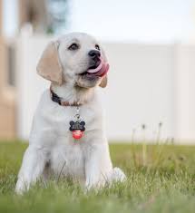 Now it's cold she won't be going out anymore. How To Make A Homemade Flea Collar For A Dog Pethelpful By Fellow Animal Lovers And Experts