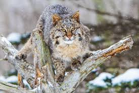 Cats of the texas hill country do not just include the house cats and feral cats people in cities often see. Best States For Bobcat Hunting In 2015