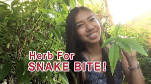 Is sabah snake grass really effective? Sabah Snake Grass Gardens Of Wendiland