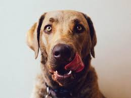 Peut On Donner Du Pain A Un Chien Alimentation Du Chien