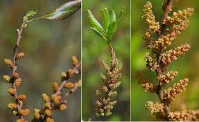 Bayberry bayberry, southern baygall bush bayonet, spanish. Myrica Pensylvanica Landscape Plants Oregon State University