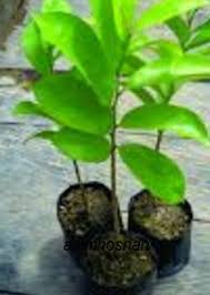 Ia membuktikan bahwa budidaya tanaman durian dengan menggunakan pupuk organik cair gdm spesialis buah mampu meningkatkan keuntungan hingga lebih dari rp. Anim Agro Technology Sedia Benih Durian Belanda