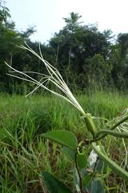 Image result for Bauhinia burrowsii
