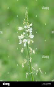 Image result for Desmodium nicaraguense
