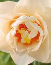 Must learn about 44 best cut flowers you can grow in pots or garden bed! 13 Pining For Plants Ideas Plants Planting Flowers Trees To Plant