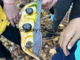 Wildman Steve Brill Tours (2025)