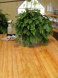 The boston fern is one of many ferns that is suitable for indoor use as a houseplant. How To Take Care Of A Fern Indoors Hgtv