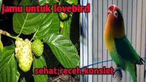 Racikan pakan & ramuan lovebird, dijamin konslet. Cara Membuat Jamu Untuk Lovebird Baby Paud Dan Dewasa Gacor Mutlak Youtube