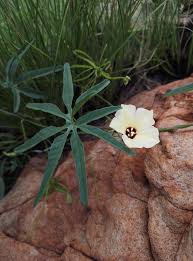 Image result for Merremia palmata