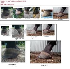 Shoeing options for the club foot in horses do you have any recommendations on glue on horse shoes. Club Foot Rehabilitation Act Trimming Strategy