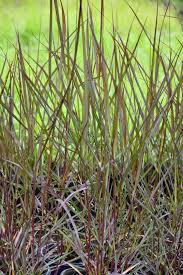 Image result for Panicum gilvum