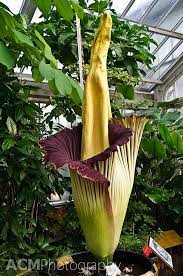 The National Botanical Garden Of Belgium A Photo Story Cheeseweb National Botanical Gardens Amorphophallus Titanum Titan Arum