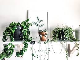 Decorando la sala con plantas le dan vida y la iluminan. Plantas Para Principiantes 6 Consejos Para Adentrarte En El Mundo Verde