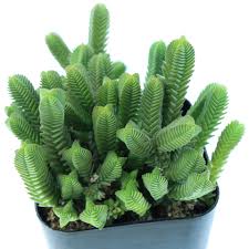 Image result for Crassula granvikii