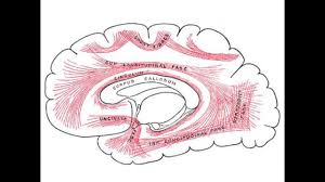 Anatomy and physiology are the basic subjects for this 200 hour training program which will make at this stage the yogi is taught to learn pranayama, kriyas and in depth yoga physiology, anatomy and. Yoga In The Physiology Youtube