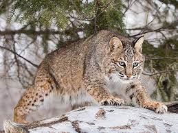 ryzhaya rys dieren foto s grote katten dieren