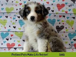 Although there is an ongoing. Mini Australian Shepherd Puppies Illinois Dogs Breeds And Everything About Our Best Friends