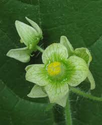 Image result for Sicyos