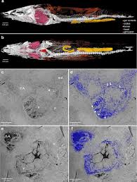 But unlike us, the chambers of their heart are not all muscular and are not so built into a single organ. Heart Fossilization Is Possible And Informs The Evolution Of Cardiac Outflow Tract In Vertebrates Elife