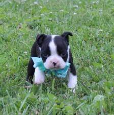 Visit us now to find your dog. Boston Terrier Puppy Dog For Sale In San Antonio Texas