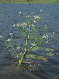 Image result for Oenanthe mildbraedii